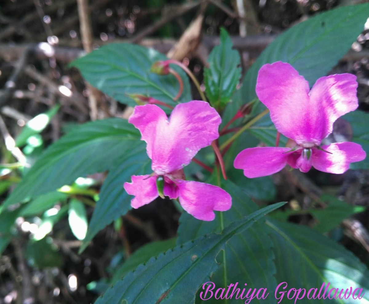 Impatiens cuspidata subsp. bipartita (Arn.) Grey-Wilson